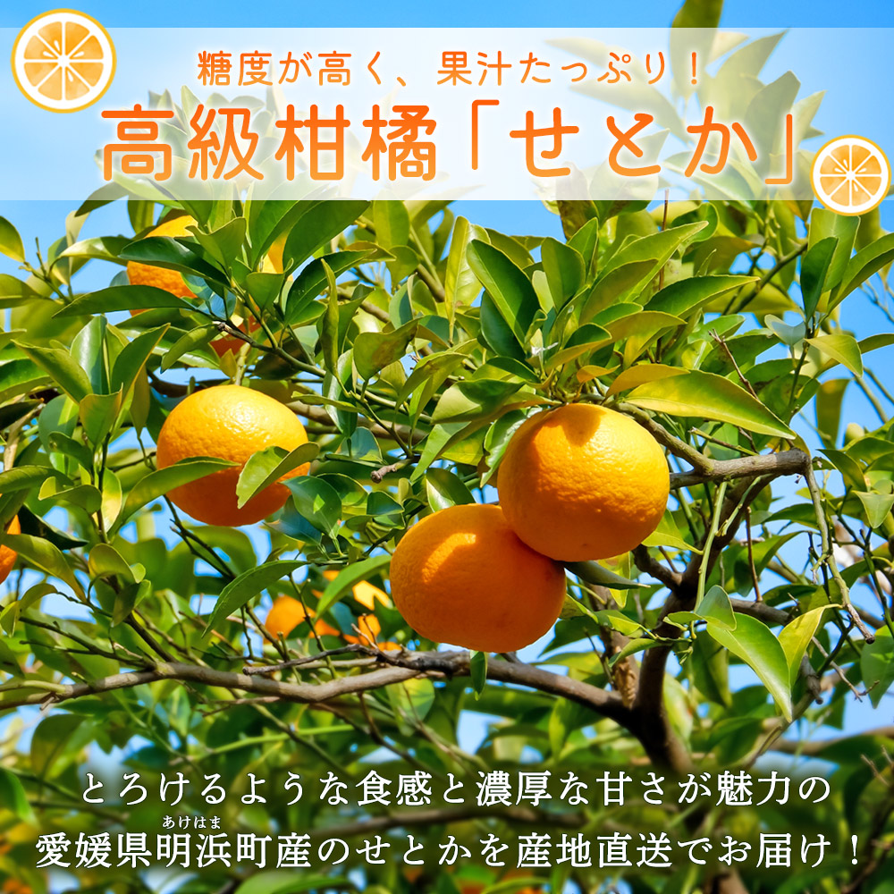 ＜産地直送！愛媛県明浜町産 せとか 約5kg＞ セトカ 果物 くだもの みかん ミカン 柑橘 フルーツ 柑橘類 果実 高級 糖度 果汁 柑橘の大トロ 甘い 国産 特産品 宇都宮農園 愛媛県 西予市