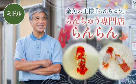 【ミドル】 らんちゅう 飼育歴40年 ベテラン店主 日本らんちゅう協会 らんちゅう専門店 らんらん 蘭鋳 金魚 観賞魚 生き物 魚 生体 埼玉県 羽生市
