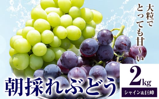 ぶどう 朝採れ直送 シャインマスカット・巨峰詰め合わせ （2kg以上） 果物 ぶどう フルーツ 茨城県産 結城市産 産地直送 《2025年8月下旬-9月下旬頃出荷》 【配送不可地域あり】
