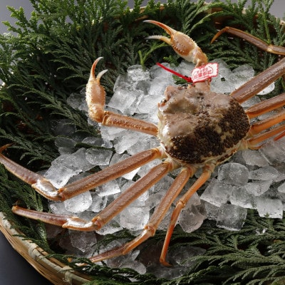 【先行予約】鳥取県産 タグ付き 活 松葉がに 500g×3杯(中村商店)2026年1月末より順次発送【配送不可地域：離島・北海道・沖縄県・東北・信越、北陸】
