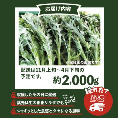 ふるさと納税 大館市 春菊 新鮮で風味豊か! 約2,000g |  | 03
