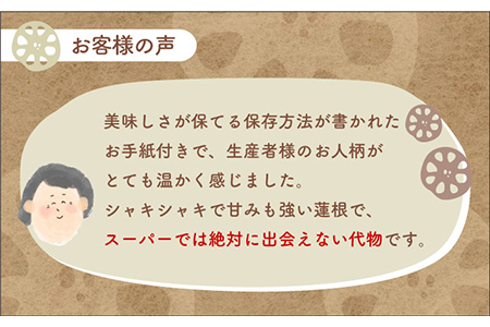 【先行予約】やみつきになる甘さ！ 松尾青果のこだわり白石れんこん 約3kg【松尾青果】 [IBD001]