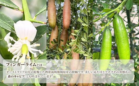 フィンガーライム 50g 森のキャビア キャビアライム フルーツキャビア