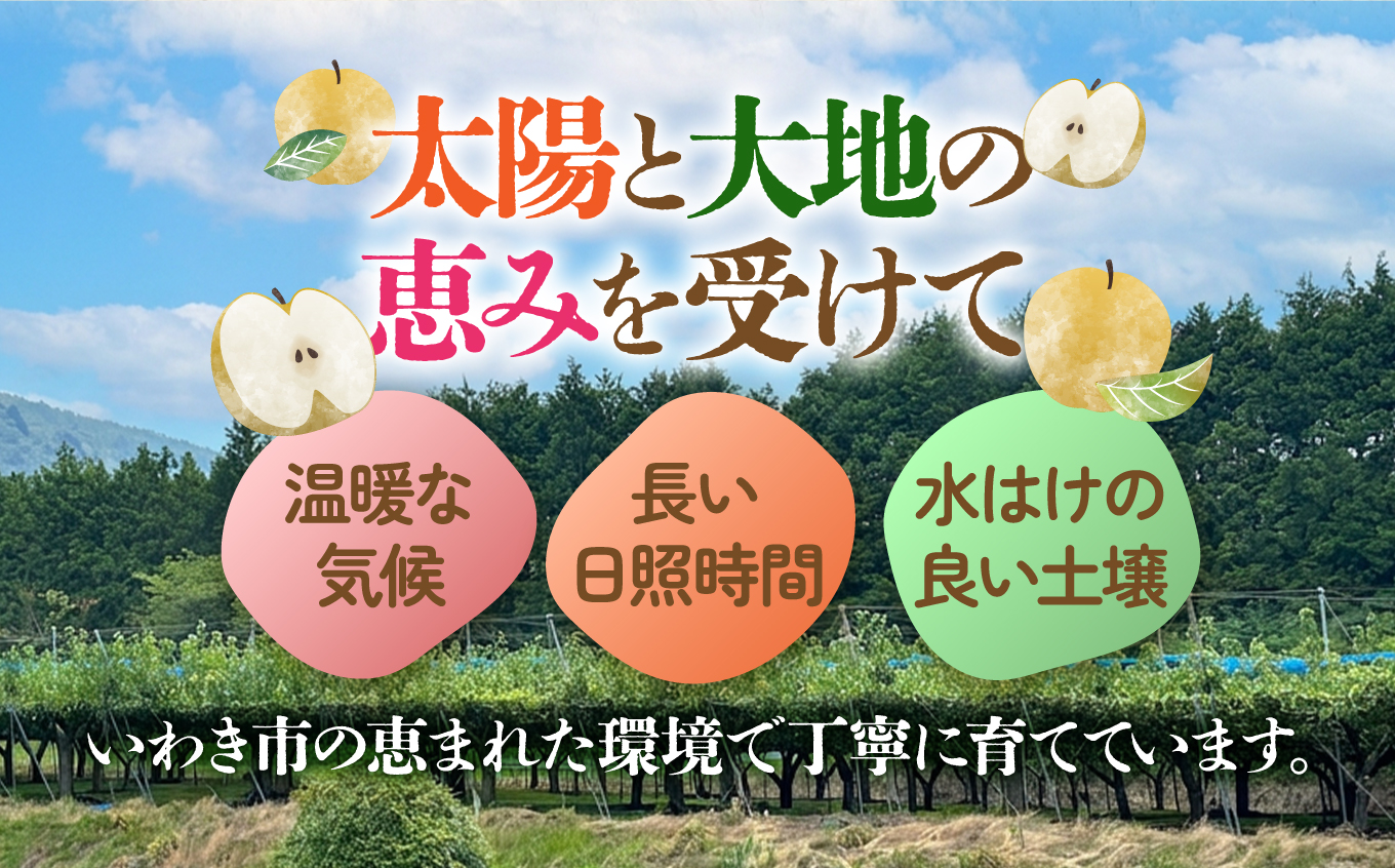【先行予約】福島県いわき市産 梨(豊水) 約5kg | 梨 豊水 いわき市産 長谷川梨園 約5kg 先行予約 期間限定 果物 フルーツ 和梨 国産 新鮮 産地直送 甘い 濃厚果汁 ジューシー 瑞々しい シャキシャキ 数量限定 送料無料 フレッシュ 季節限定 | HN002