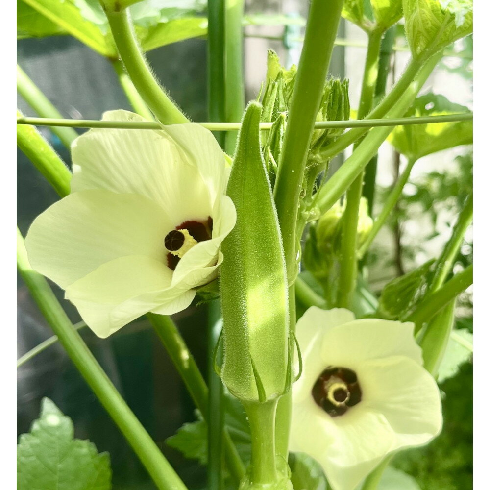 【ふるさと納税】【2026年度先行予約】オクラ　約700g