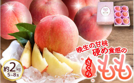 朝もぎ直送！『白桃系さくら』5～8玉 約2kg規格箱入り【高機能共選機使用】選び抜かれた桃《もも 先行予約》　山梨県産 モモ/ フルーツ 果物 くだもの 人気 産地直送/厳選  贈答 贈り物【tab0099】【tab0099】
