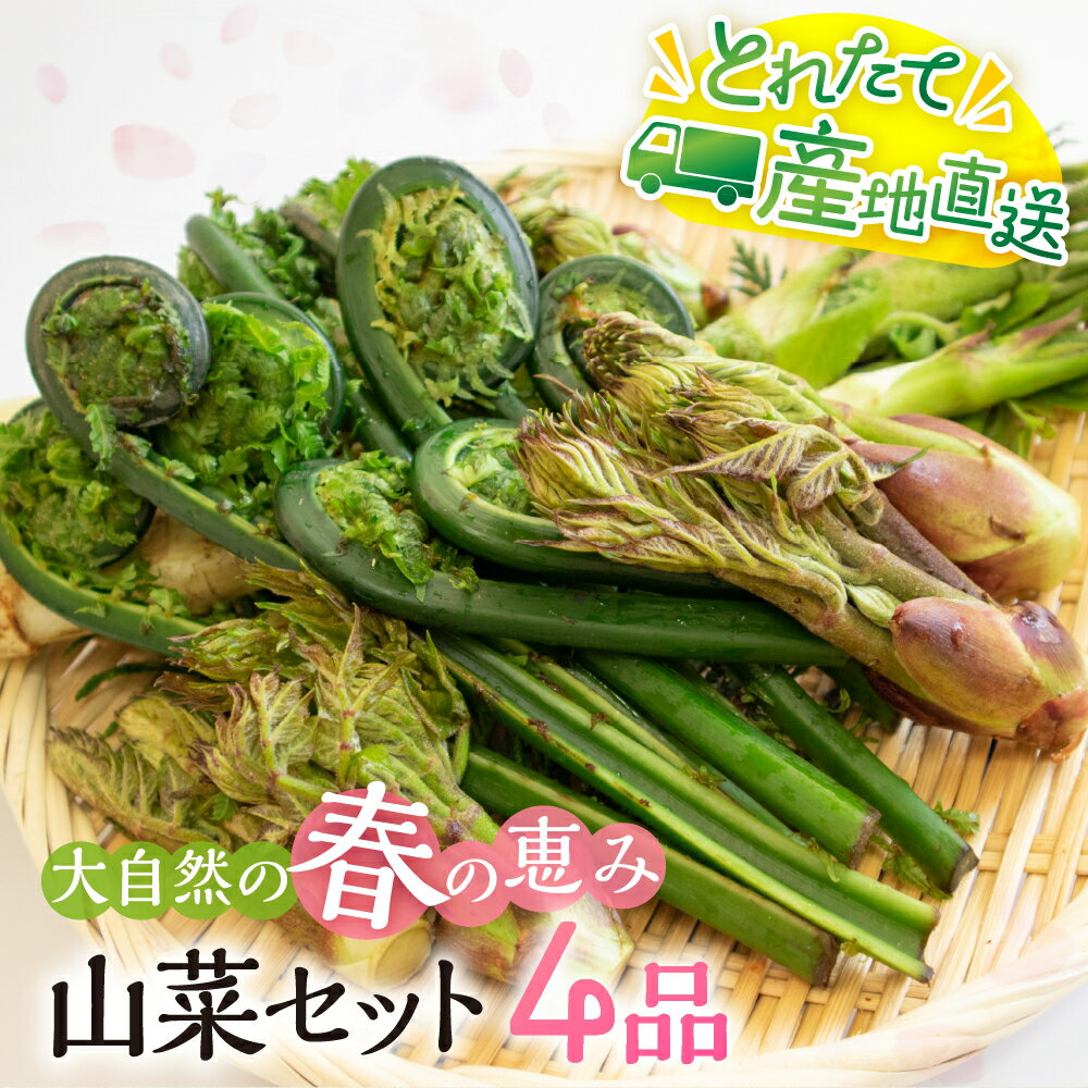 【ふるさと納税】《先行予約》春の恵み 山菜セット4品(400g~500g) 山菜 セット 天ぷら 蕎麦 おひたし ごまあえ 新鮮 朝採れ 産地直送【4月下旬〜5月上旬発送】10000円 1万円 ［Q2987］