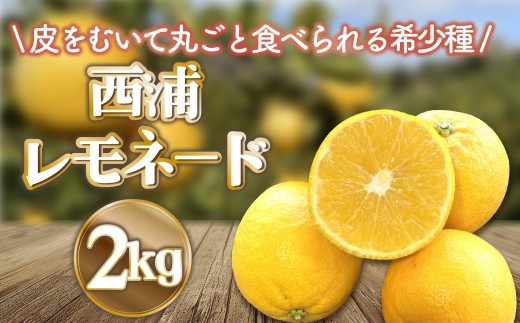 レモネード 約 2kg 産地直送 檸檬 柑橘 レモン フルーツ 果物 蜜柑 ご家庭用 贈答用 ギフト 沼津 静岡 みかん畑 リブロ