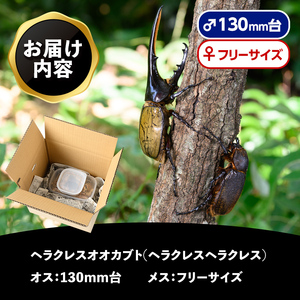 【C76002】ヘラクレスオオカブト (ヘラクレスヘラクレス) 成虫ペア オス(130mm台) メス(フリーサイズ) 鹿児島 ヘラクレス カブトムシ かぶとむし 雄 オス 昆虫 虫 むし 成虫 生体 