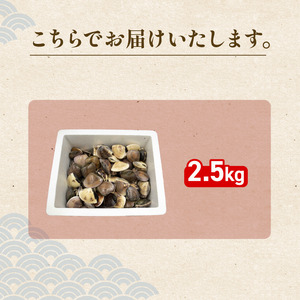 活はまぐり約2.5kg (ゼンナ)_蛤 ハマグリ 海鮮 貝 出汁 だし