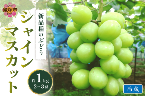 シャインマスカット(ぶどう)約1kg＜2026年9月から発送開始分先行予約＞【A5-538】