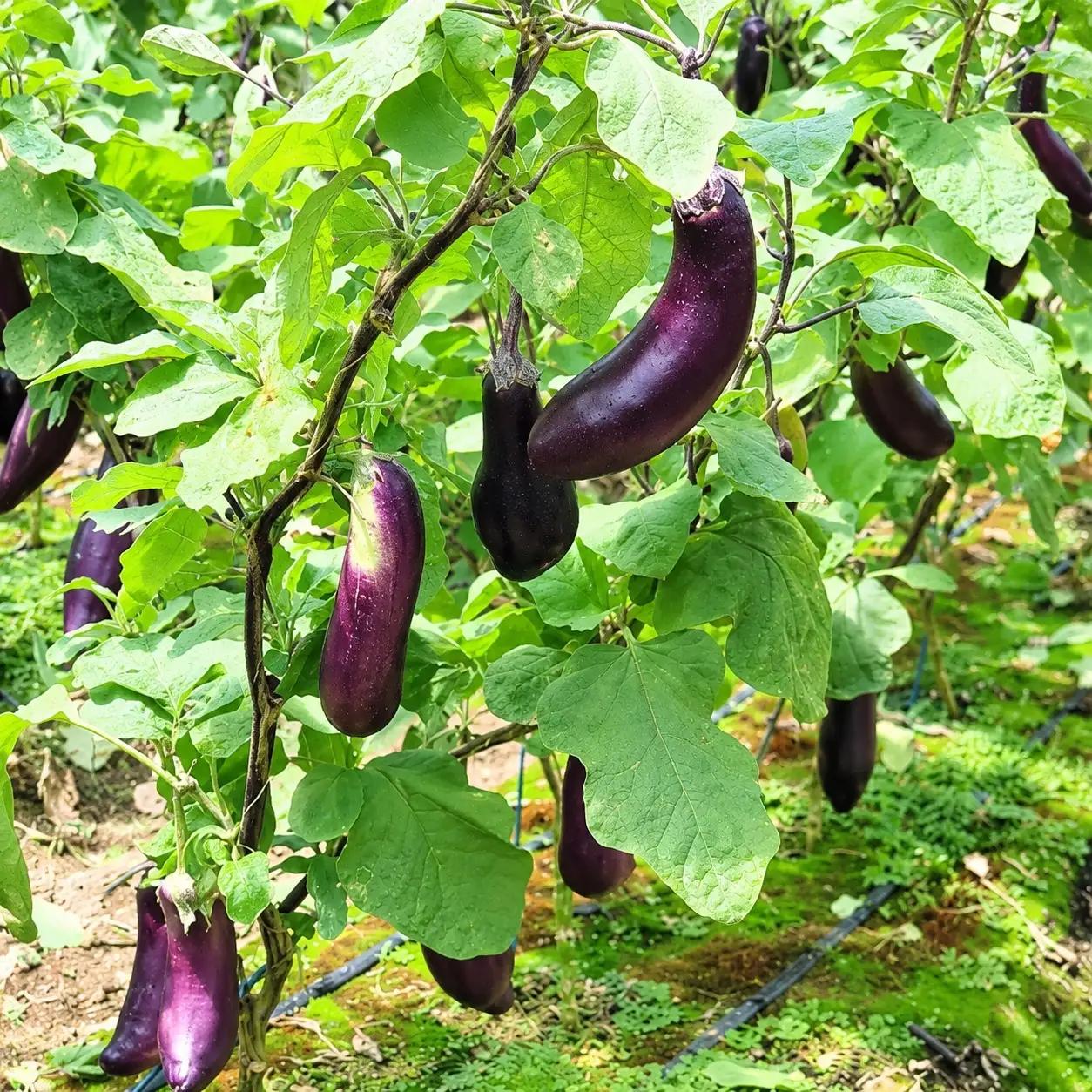  伝統野菜 ぼたなす 秀品 1.5㎏ ｜ ナス