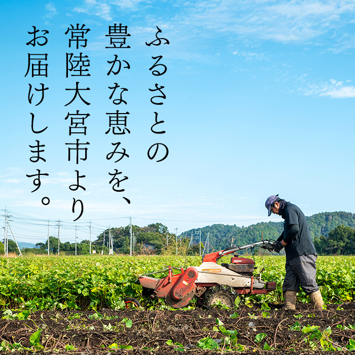 冷凍 焼き芋 紅はるか 5本入り スイーツ さつまいも サツマイモ べにはるか 紅はるか 茨城 【JA常陸アグリサポート】【ho1606】