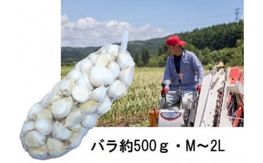 
丸美農園 田子町産にんにく家庭用バラ約500g・M～2L
