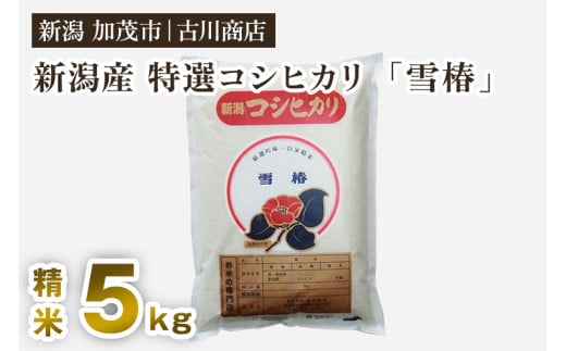 【令和7年産】新潟県産 特選コシヒカリ「雪椿」精米5kg 《順次発送》 白米 加茂市 お米の専門店 古川商店