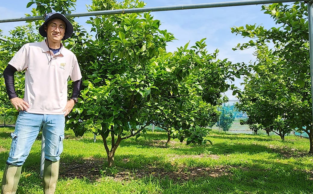 国産グリーンレモン 3kg｜  フルーツ 果物 柑橘 グリーンレモン レモン れもん 檸檬 国産 静岡県 菊川市