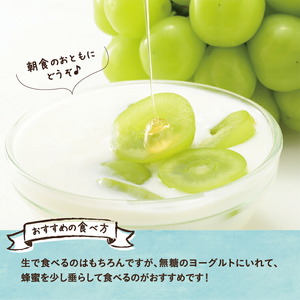  【先行予約】 シャインマスカット マスカット １房《2026年9月上旬-9月下旬頃出荷》 岡山県産 数量限定 岡山県 笠岡市 石丸葡萄農園 シャイン マスカット ぶどう 葡萄 果物 フルーツ