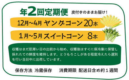 【先行予約2025年1月-5月配送】1番遅くて1番早い_ プレミアムヤングコーンとスイートコーンのよくばり定期便!!朝採れを皮付きのままお届け!!