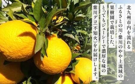 紫川デコ(不知火) Mサイズ 24玉入 計5kg程【2025年3月上旬～2025年4月上旬発送予定】