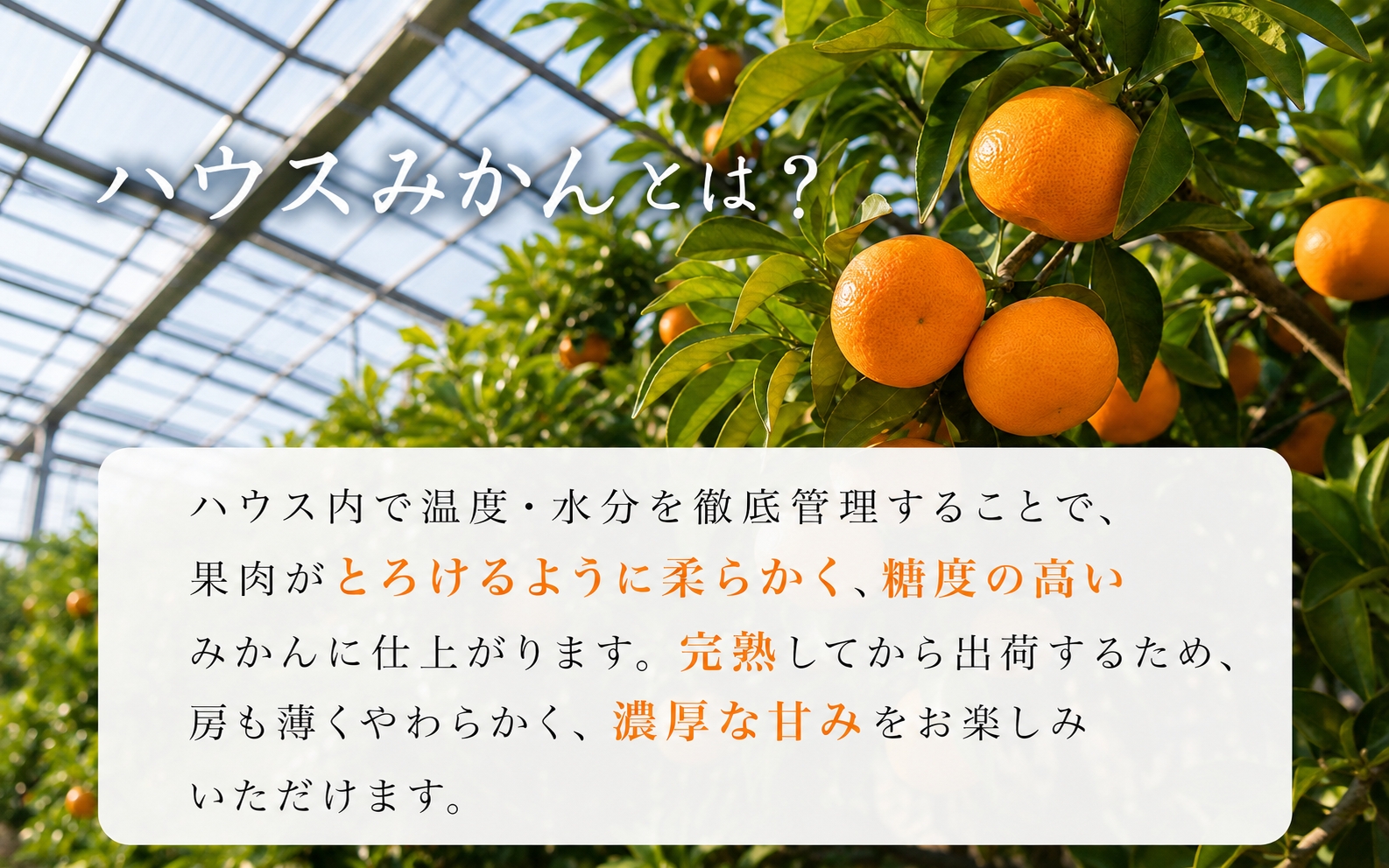 【先行予約】赤秀品 紀州和歌山 ハウスみかん2.5kg【予約】※2027年6月下旬頃〜7月下旬頃に順次発送予定(お届け日指定不可) / みかん 果物 くだもの フルーツ 柑橘 オレンジ 和歌山 有田みかん 【uot735A】