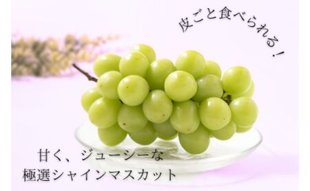 長野市産シャインマスカット約1kg（2房） ぶどう ブドウ 葡萄 マスカット 長野県産 フルーツ 果物