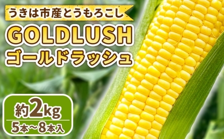 とうもろこし ゴールドラッシュ 5本～8本入 （ 約2kg ） フルーツコーン 甘い 野菜 トウモロコシ 冷蔵 【 2026年5月下旬～6月下旬発送予定 】
