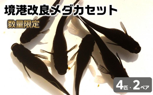 
＜数量限定＞境港改良メダカセット(4匹・2ペア)【sm-CI001】【あらしまやメダカ】
