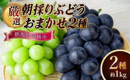 【2026 先行予約】厳選朝採りぶどうおまかせ2種箱  合計2房 約1kg 農家直送品 | 朝採れ シャインマスカット 巨峰 贈答 新鮮 旬 高級 産地直送 果汁 人気 高評価 プレゼント ぶどう フルーツ 群馬県 前橋市