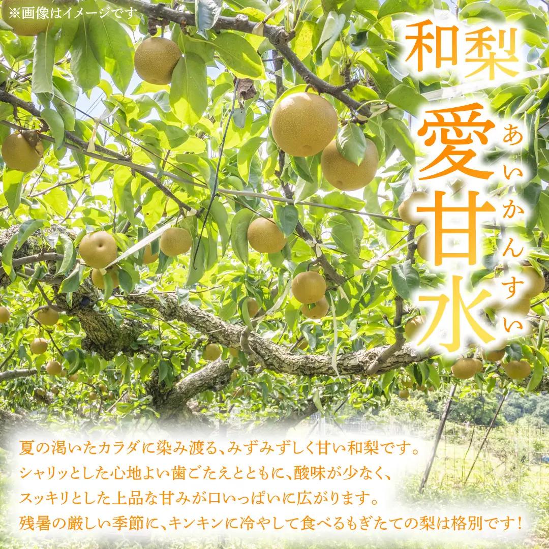 フルーツ 定期便【年2回】計 5kg（各約2.5kg） (FB001)