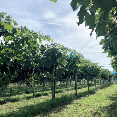 ふるさと納税 大鰐町 【青森のワイナリー サンマモルワイナリー】津軽ワイン赤&白&ロゼ・ビーフシチューセット |  | 01