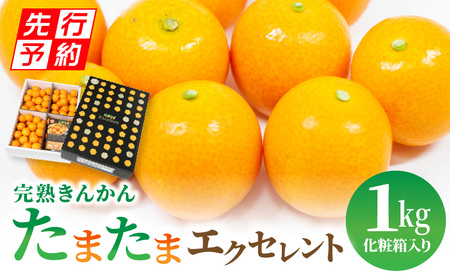 《2025年発送先行予約》【期間・数量限定】完熟きんかん たまたまエクセレント 1kg きんかん フルーツ 数量限定