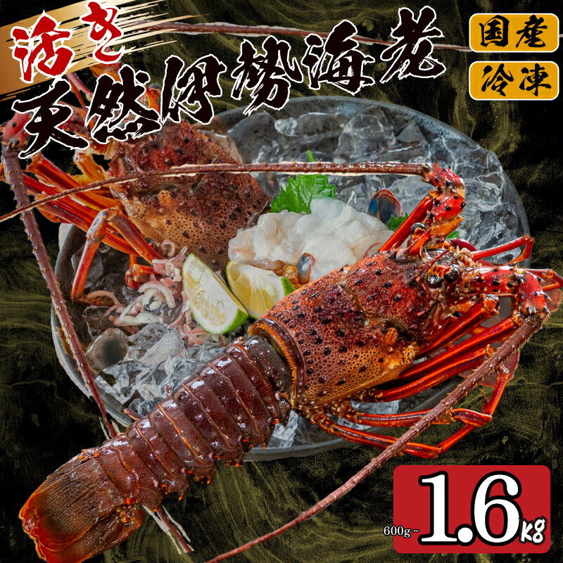 【ふるさと納税】 活き 伊勢海老 選べる 容量 600g 800g 1.6kg 以上 吉岡 ( 1尾 ～ 8尾 サイズ混合 えび エビ いせえび 高級 鮮魚 イセエビ 海鮮 魚介 刺身 焼き物 汁物 ギフト 贈答 贈り物 祝い 歳暮 中元 高知 天然 海の幸 高知県 須崎市 ) ふるさと納税伊勢海老