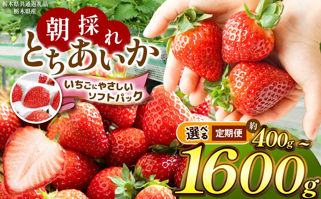
                  【ふるさと納税】 限定 定期便 訳あり 選べる いちご 朝獲れ イチゴ 苺 とちあいか 不揃い たっぷり 安い お買い得 | いちご 朝採れ 大粒 新鮮 甘い 美味しい 果物 デザート 栃木県共通返礼品 栃木県 那珂川町 送料無料
                