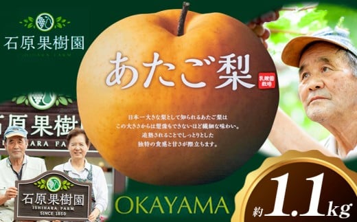 梨 あたご梨 1玉 約1.1kg 贈答箱入り 石原果樹園《2026年11月中旬-12月下旬頃出荷》岡山県 浅口市 フルーツ 果物 ギフト 贈り物 国産 岡山県産 送料無料