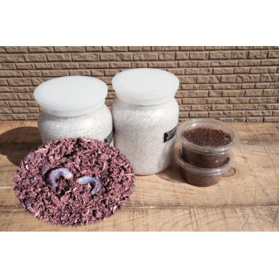 ふるさと納税 南山城村 ノコギリクワガタ(幼虫・2匹)飼育ボトル付