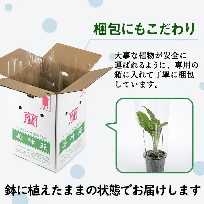 【個数限定】えびね蘭 4本～5本 Eコース 苗 鉢入り【00-045-05】