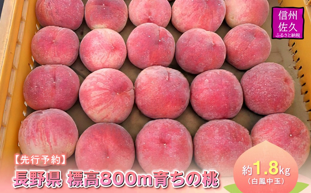 
                  【先行予約】長野県　標高800ｍ育ちの桃 約1.8kg（白鳳中玉）〈2026年8月1日～15日出荷／ 北海道・沖縄・離島は配送不可＞信州 果物 もも　モモ 旬彩 期間限定 【 フルーツ 長野県 佐久市 】
                
