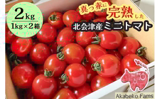 北会津産 ミニトマト 2kg (1kg箱×2段)｜赤トマト 赤 トマト ギフト 贈答 会津 会津若松 とまと フレッシュ 新鮮 プチトマト 産直 農家直送 野菜 サラダ [0915]
