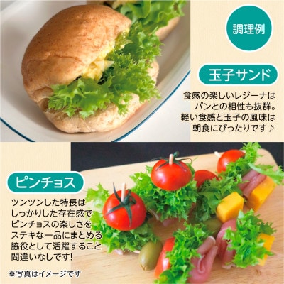 【こだわりの1種×6株】リーフレタス「掛川ラットューガ・レジーナ」【配送不可地域：離島・北海道・沖縄県・四国・九州】【1695451】