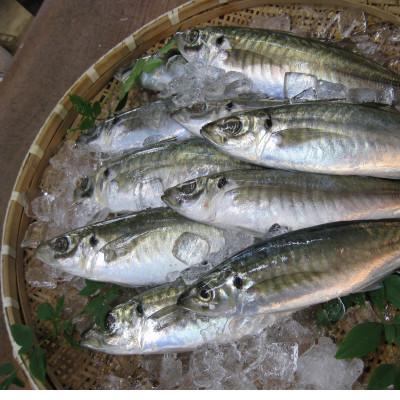 ふるさと納税 大牟田市 【無添加・天日干し・手造り】地あじひらき10枚セット |  | 03