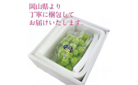 [HS]【定期便 全2回】ぶどう 2025年 先行予約 9月・10月発送 シャイン マスカット 晴王 1房 約750g ブドウ 葡萄  岡山県産 国産 フルーツ 果物 ギフト