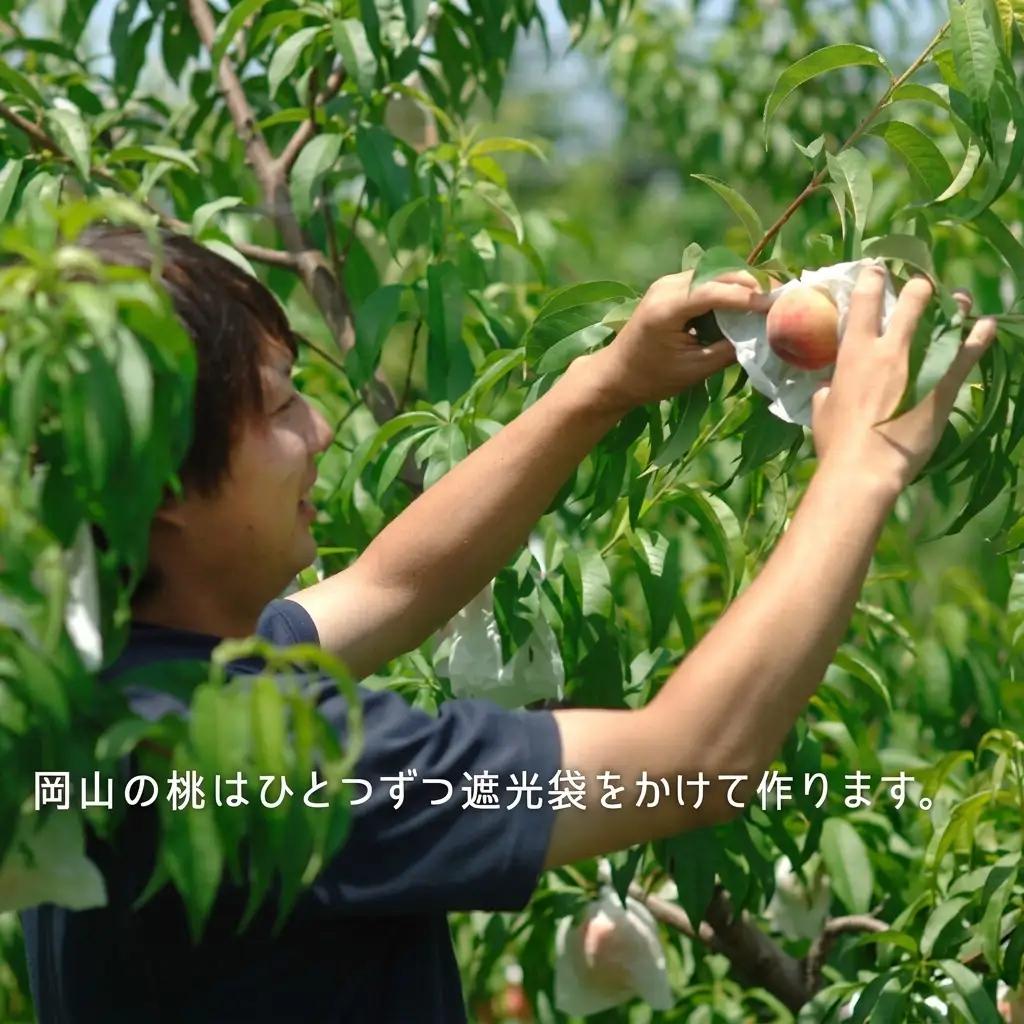 桃 2026年 先行予約 桃 早生種 約900g 3～4玉 岡山県産 桃