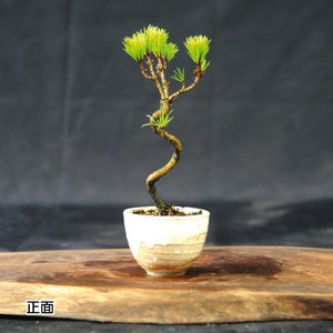 赤石の泉 黒松（鉢植え） S-26