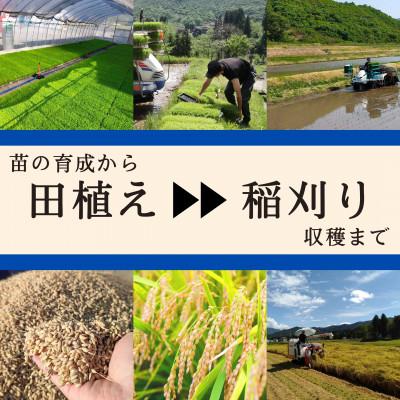 ふるさと納税 魚沼市 令和7年産 ブランド米 魚沼産コシヒカリ5kg 無洗米 |  | 02