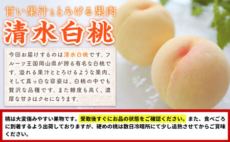【2026年先行予約】桃 もも 清水白桃 3玉 800g以上 岡山県産 環山堂株式会社【配送不可地域あり】《2026年7月中旬-7月下旬頃出荷》岡山県 浅口市 白桃 果物 フルーツ 送料無料