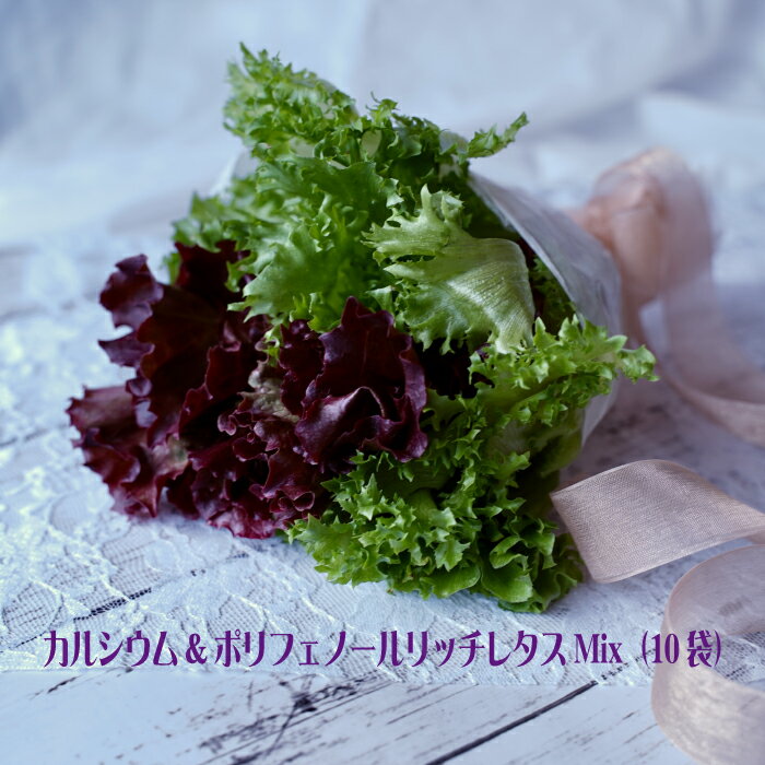 【ふるさと納税】カルシウム&ポリフェノールリッチレタスMix（10袋セット）　【07208-0091】