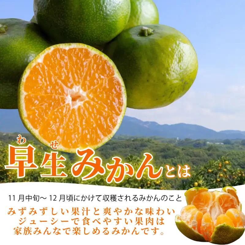 みかん 早生みかん 2.5kg 柑橘 フルーツ 果物