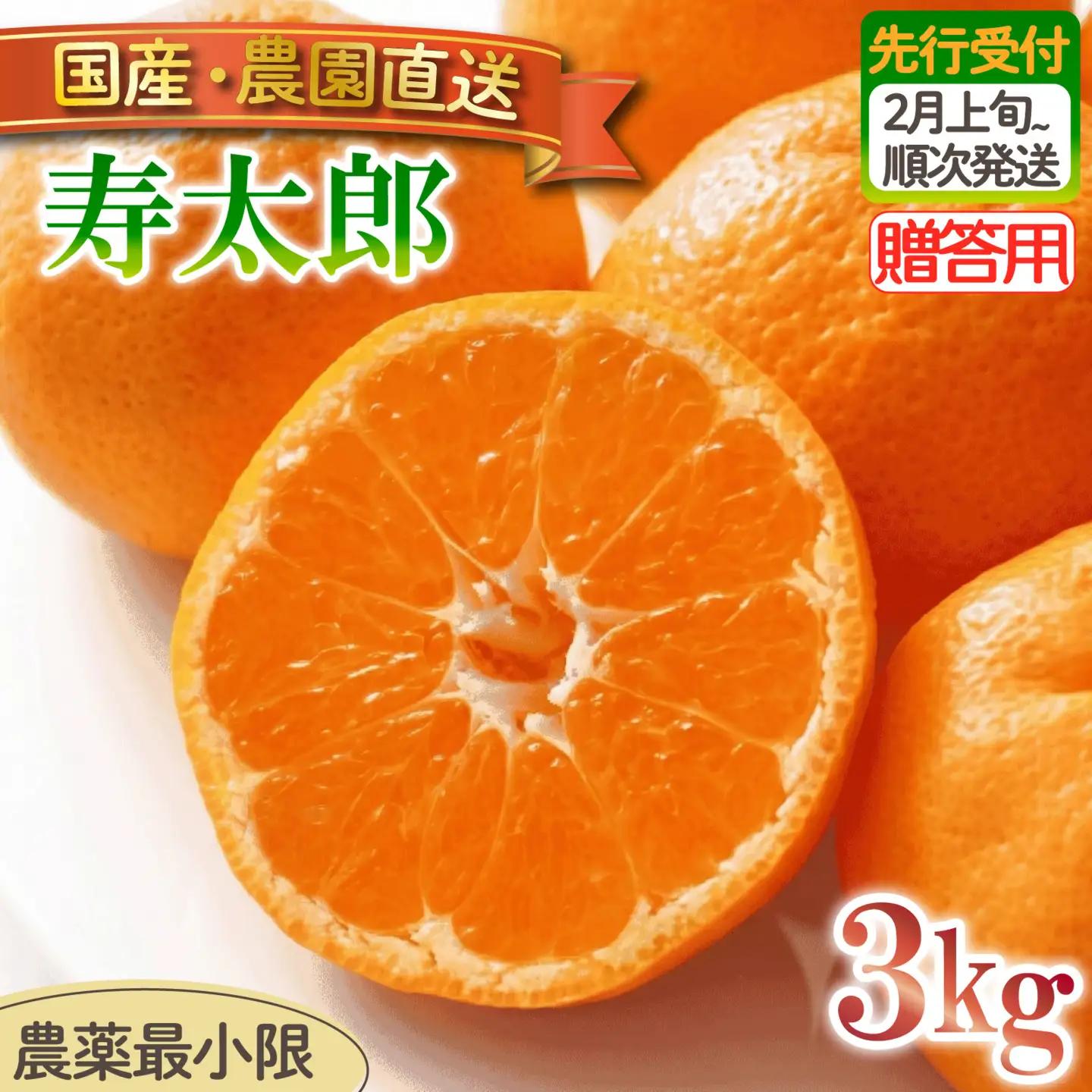 寿太郎 みかん 3kg 【贈答用】 みかん 沼津 静岡