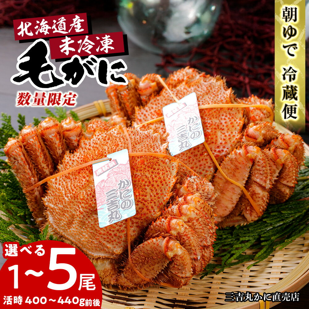 【ふるさと納税】数量限定【朝ゆで】北海道産ボイル毛ガニ 選べる1尾～5尾（活時400-440g前後）毛がに 毛ガニ 毛蟹 蟹 カニ チルド 冷蔵 北海道ふるさと納税 白老 ふるさと納税 北海道