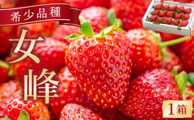 【来シーズン予約受付】数量限定 幻の京都亀岡産 高級いちご【女峰】1箱分 ※化学肥料・農薬極力不使用《イチゴ 苺 いちご フルーツ 農家直送》※2026年1月中旬～5月下旬頃に順次発送予定
